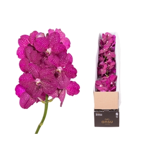 Vanda Magic Fuchsia X4