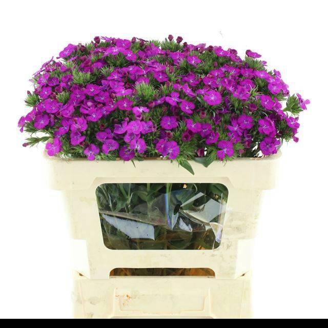 <h4>DI BARB AMAZON PURPLE SUPER</h4>