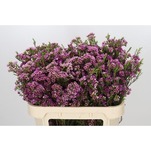 Chamelaucium 'Nina's Delight'