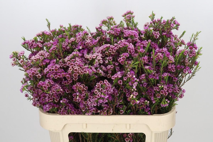 <h4>Chamelaucium 'Nina's Delight'</h4>