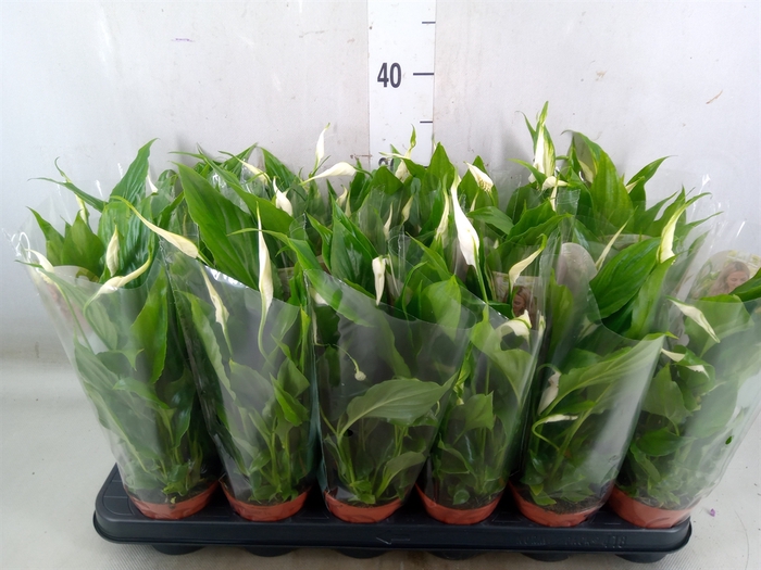 <h4>Spathiphyllum  'Chopin'</h4>