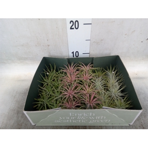 Tillandsia