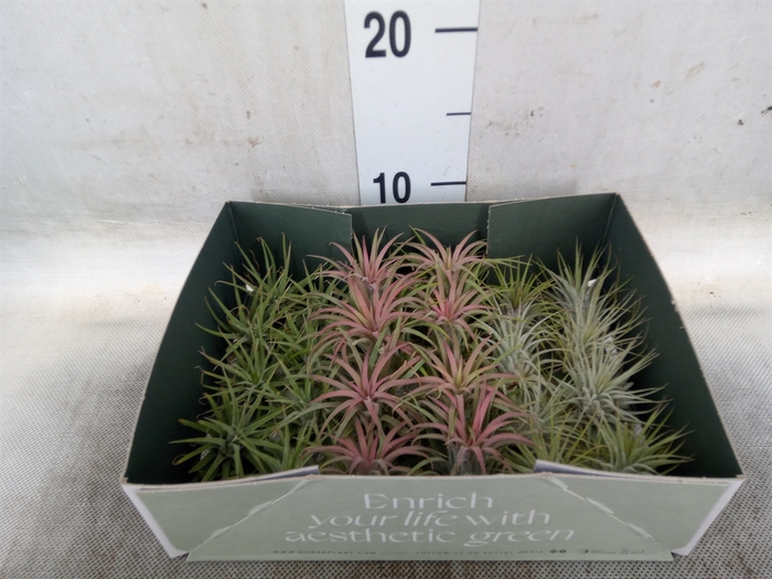 <h4>Tillandsia</h4>