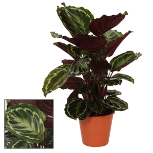 Calathea 19cm Medaillon