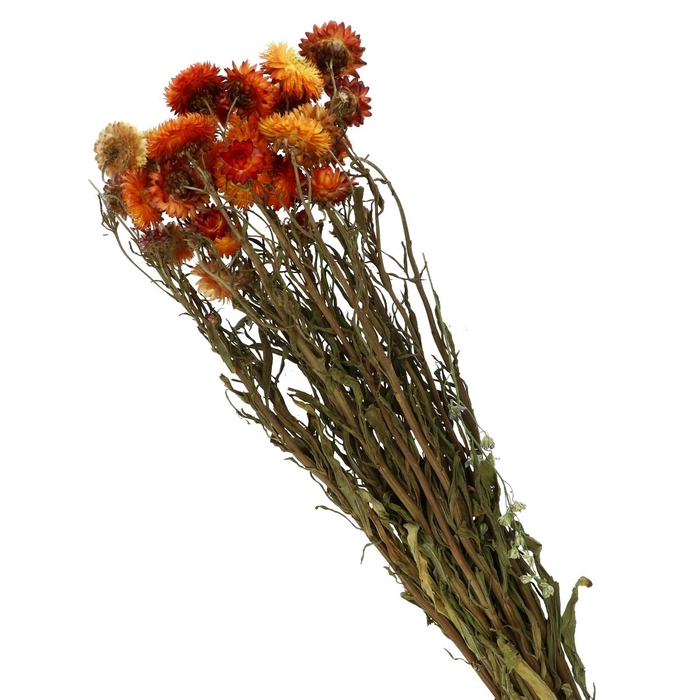 <h4>Dried flowers Helichrysum 40-60cm</h4>