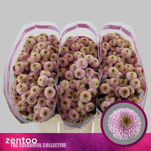 <h4>CHR S  DORIA PINK</h4>