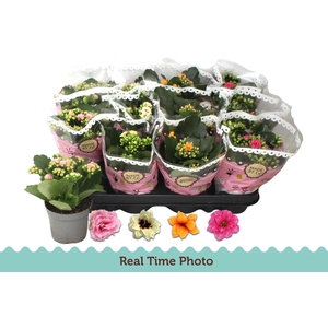 KAL GE GEM TWEEKL BL