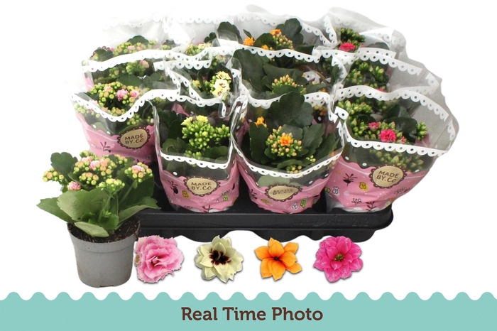 <h4>KAL GE GEM TWEEKL BL</h4>