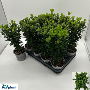 EUONYMUS JA GR SPIRE