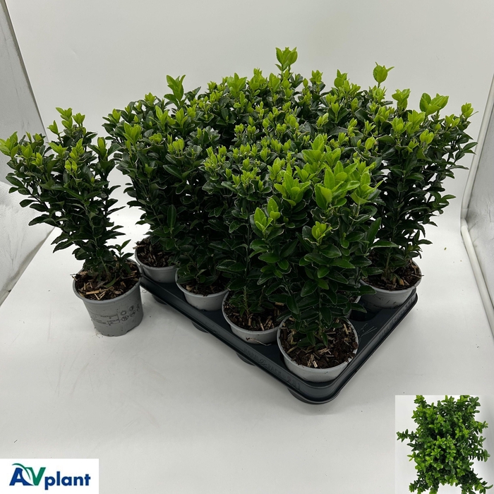 <h4>EUONYMUS JA GR SPIRE</h4>