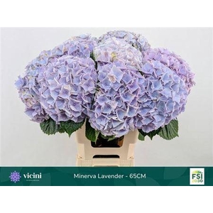 Hydr M My Minerva 65cm