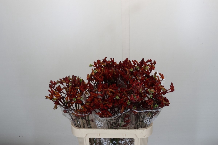 <h4>ANIGOZ EARLY SPRING</h4>