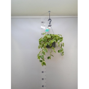 Peperomia scandens 'Variegata'