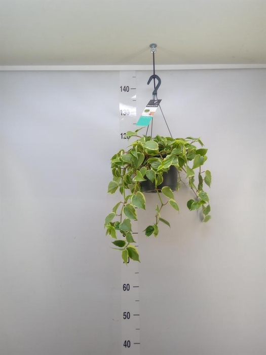 <h4>Peperomia scandens 'Variegata'</h4>