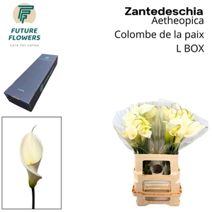 ZANT AE COLOMBE PAIX LARGE BOX