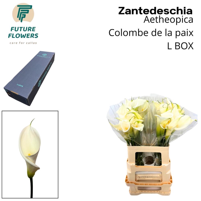 <h4>ZANT AE COLOMBE PAIX LARGE BOX</h4>