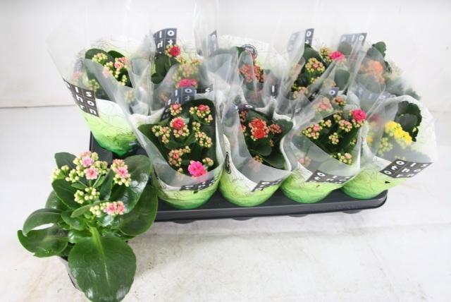 <h4>KAL GE GEM 5 KL</h4>