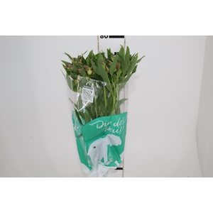 ALSTROEMERIA PLATINA 080 CM