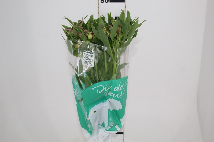 <h4>ALSTROEMERIA PLATINA 080 CM</h4>