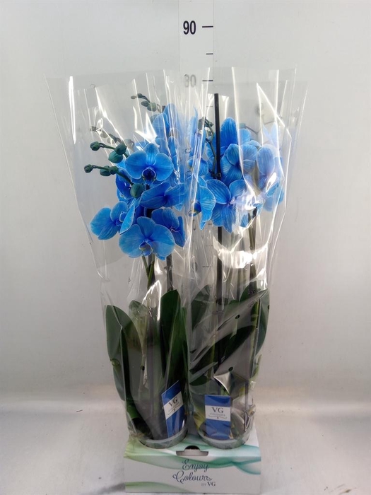 <h4>Phalaenopsis   ...</h4>