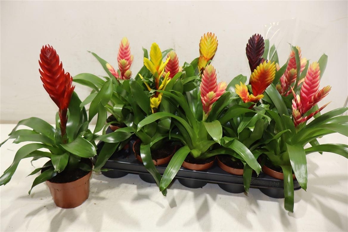 <h4>Vries Gem 6 Srt</h4>