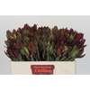 Leucadendron Senorita