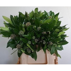 SKIM J SILVRETTA  BS