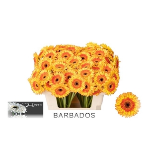 GE MI BARBADOS