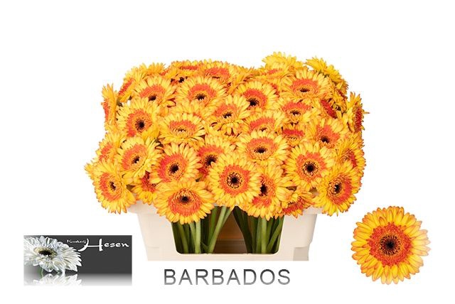 <h4>GE MI BARBADOS</h4>