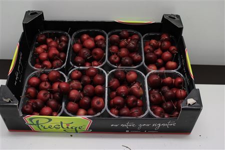 <h4>APPEL MALUS ROOD X8</h4>