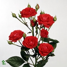 PAEO L SARA BERNHARD