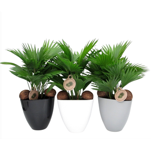 Livistona in avani pot mix nr 24 aspd