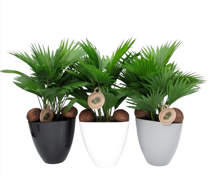 <h4>Livistona in avani pot mix nr 24 aspd</h4>