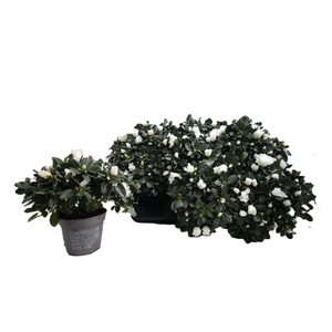 RHODO SI WITTE VOGEL