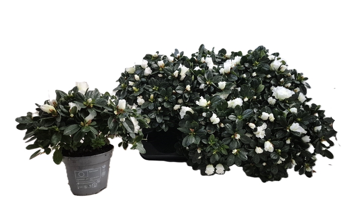 <h4>RHODO SI WITTE VOGEL</h4>