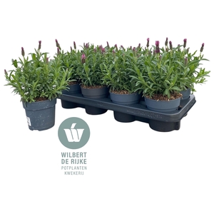 Lavendel Stoechas Fantasia Early Pink