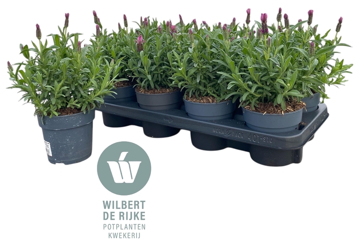 <h4>Lavendel Stoechas Fantasia Early Pink</h4>