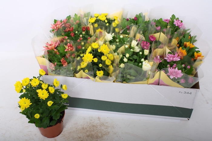 <h4>CHRYS GEM 6 KL</h4>