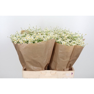 Tanacetum Pa Single Vegmo