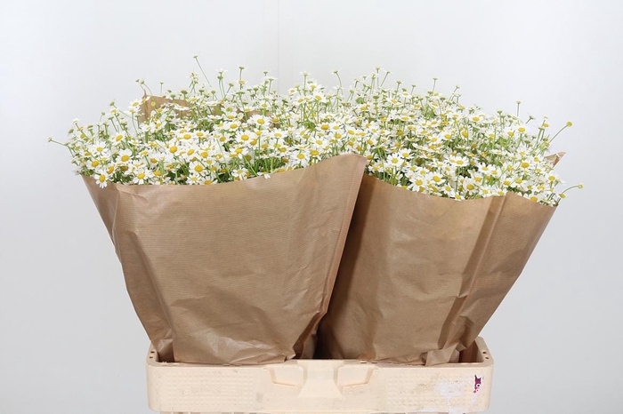 <h4>Tanacetum Pa Single Vegmo</h4>