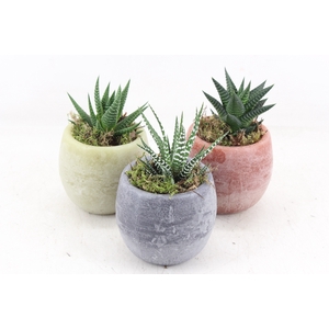 arr3 SN - Aroma pot x12