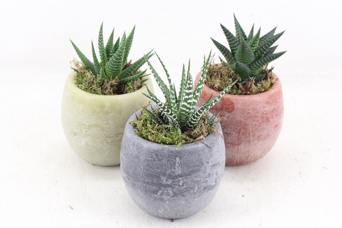 <h4>arr3 SN - Aroma pot x12</h4>