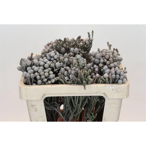 KAAPS GROEN SILVER BRUNIA*