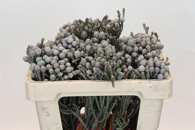 <h4>KAAPS GROEN SILVER BRUNIA*</h4>