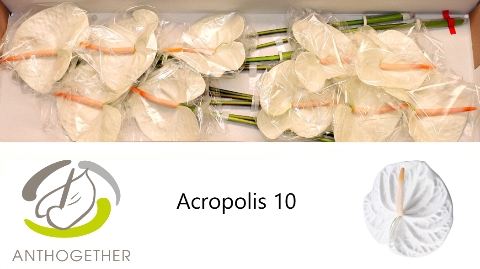 <h4>Anthurium Acropolis</h4>