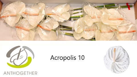 ANTH A ACROPOLIS 10