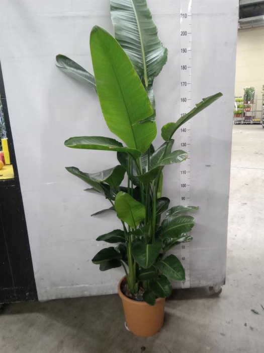 <h4>Strelitzia nicolai</h4>