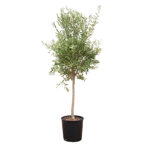 Olea Europaea Lorc M - 180cm