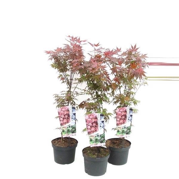 <h4>Acer palmatum 'Atropurpureum' P23</h4>
