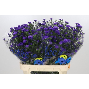 Aster Astee Dark Milka